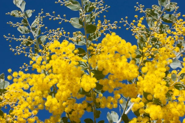 ミモザの花